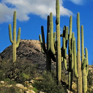 Saguaro Hill - Catalina State Park