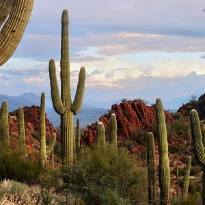 View of Saguaro National Park, looking east from the Tucson Mountains.
