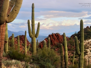 View of Saguaro National Park, looking east from the Tucson Mountains.
