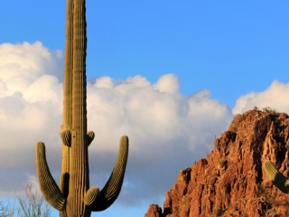 Tall Saguaro - Saguaro National Park, Arizona