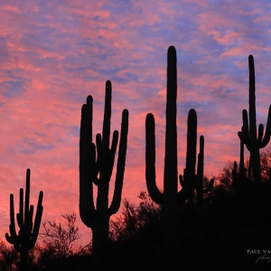 Saguaros and pastel colored sky - Saguaro National Park, Arizona
