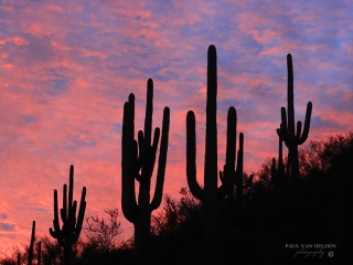 Saguaros and pastel colored sky - Saguaro National Park, Arizona