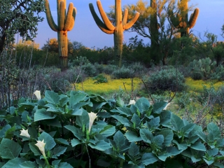 Saguaro, Datura and Yellow Flowers at Sundown