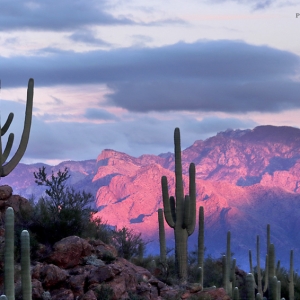The Santa Catalina Mountains turn color at sunset. This time it was purplish.