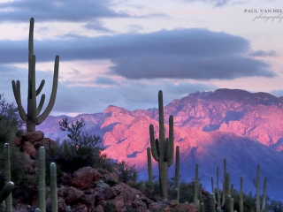 The Santa Catalina Mountains turn color at sunset. This time it was purplish.