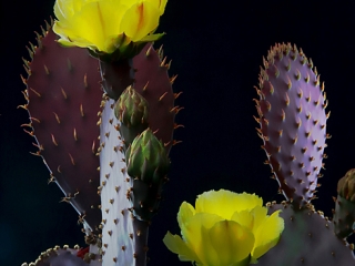 Santa Rita Prickly Pear - in Bloom