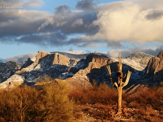 Snow on Santa Catalina Mountains and Saguaro Carcass