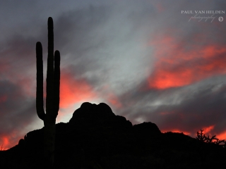 Saguaro and Sombrero Peak at Sunset - Saguaro National Park, Tucson, Arizona