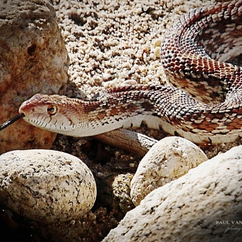 Sonoran Gopher Snake - Catalina State Park, Arizona