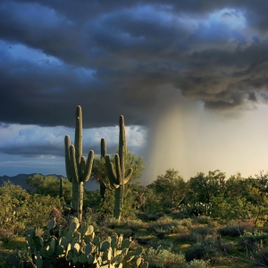 Sonoran Shower - Photo by Paul Van Helden