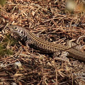 Sonoran Spotted Whiptail - Sonoran Desert, Arizona