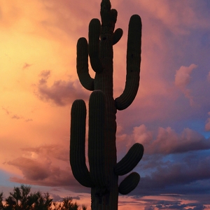 Saguaro Sunset - Rising like a Phoenix