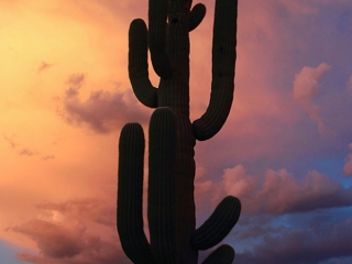 Saguaro Sunset - Rising like a Phoenix