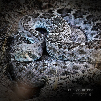 Western Diamondback Rattlesnake - Sonoran Desert