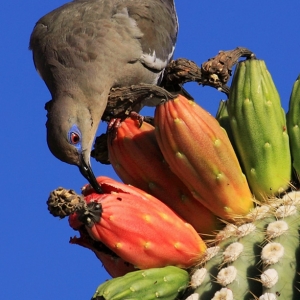 White winged dove feeding on Saguaro fruit.