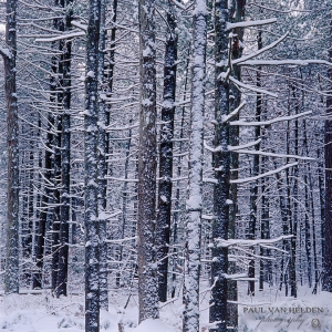 White Woods - I had to trek a few miles knee deep in snow to get this one.