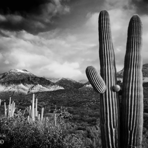 Black and white, winter at Catalina State Park, Tucson, Arizona
