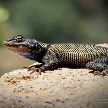 Yarrows Spiny Lizard - Chiricahua National Monument, Arizona