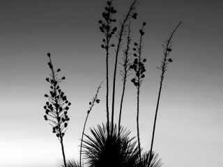Yucca Sunset - Black and White - Cochise County, Arizona