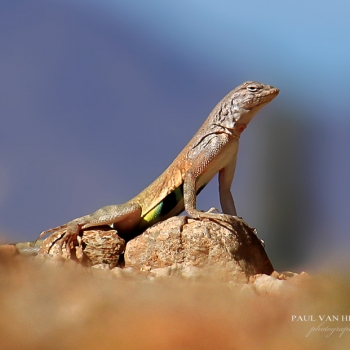 Zebra Tailed Lizard, admiring the scenery from a rock - Sonoran Desert