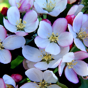 Apple Blossoms - Massachusetts