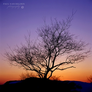 Bare tree on a hill, at sunset in Fairhaven, Massachusetts