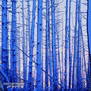 Blue Trees - I was above the waist deep in snow when I took this shot.