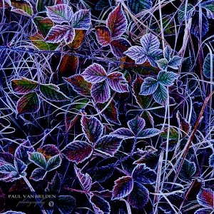 Frost, Raspberry Leaves - Massachusetts