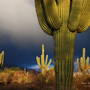 Mama Saguaro - Tucson, Arizona