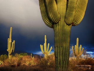 Mama Saguaro - Tucson, Arizona