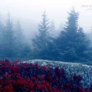 Red Bush, Spruce Trees, Fog - Acadia National Park