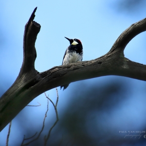 An Acorn Woodpecker ponders his next move on a dead tree in Madera Canyon, Arizona.