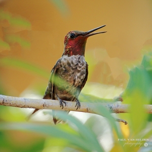 A Singing Anna's Hummingbird - Tucson, Arizona