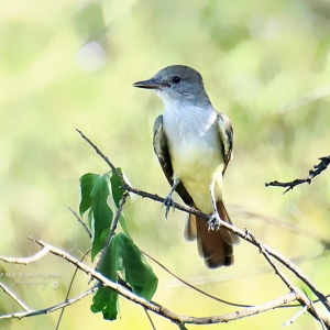 Ash-Throated Flycatcher is perched on a tree branch at Catalina State Park, in Arizona.