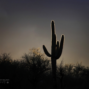Sun breaks through dark cloud, back illuminating a saguaro.