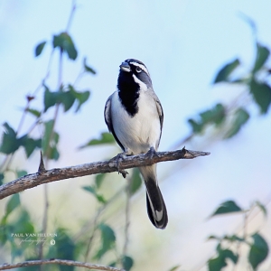 Black throated sparrow sings a song, while perched on branch in Catalina State Park, Arizona