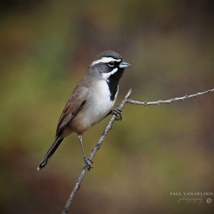 Black Throated Sparrow - Sonoran Desert, Arizona.