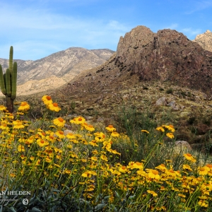 Blooming Brittle Bush, Santa Catalina Mountains - Catalina State Park, Arizona