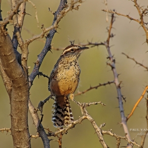 CACTUS WREN - The Arizona State Bird