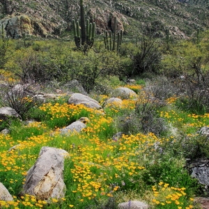 California Poppies, Santa Catalina Mountains - Catalina State Park, Arizona