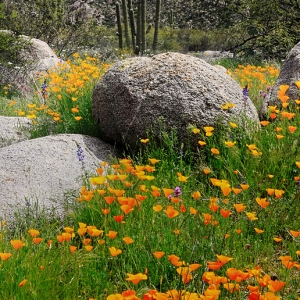 California Poppies - Catalina State Park - Tucson, Arizona