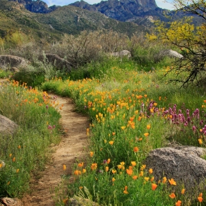Californina Poppies and Owl's Clover adorns a trail at Catalina State Park, Arizona.