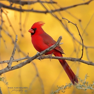 If you would like an 8x10 or 11x14 print of Carl the Cardinal, please text or send me an email.