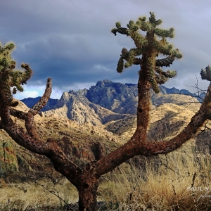 Tree Cholla, Dramatic Santa Catalina Mountains - Cataliina State Park, AZ