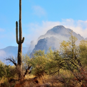 Storms clouds lift in the early morning light, Catalina State Park.