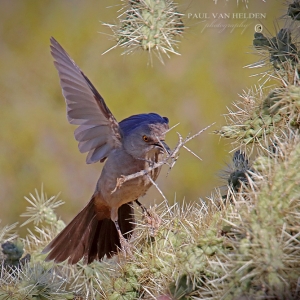 A Curve-billed Thrasher carries nesting material to its location of choice