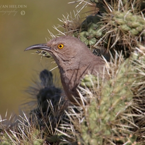 Curve-billed Thrasher bobs his head out from its nesting spote, the notorious Jumping Cholla Cactus