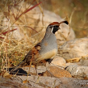A male Gambel's Quail survey's the area before crossing a wash at Catalina State Park in Arizona.