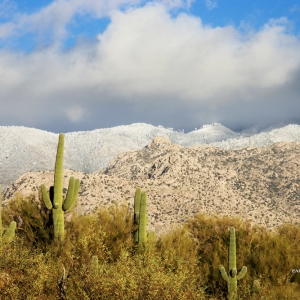 The foreground Saguaros are much lower in elevation then the next tier and, based on the snow, the tier after is much higher than the aforementioned.