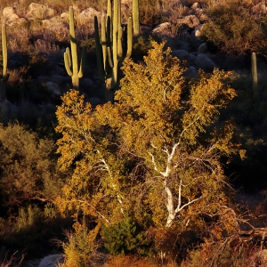 Arizona Sycamore - Autumn in Southern Arizona